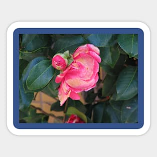 Camellia coming into bloom Sticker